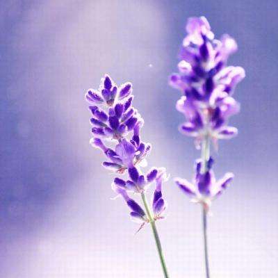 乐鱼官网下载手机版截图